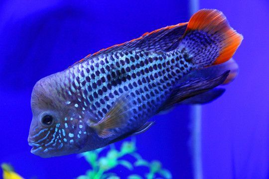 皇冠魚和龍魚混養好不好：皇冠魚和龍魚混養好不好，