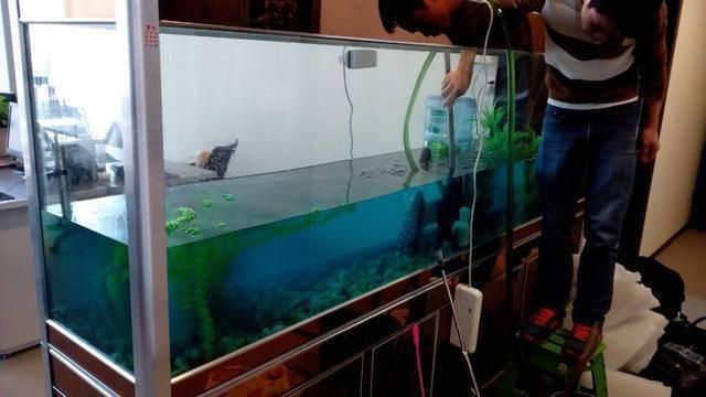 魚缸不用換水怎么辦（如何建立魚缸硝化系統？）