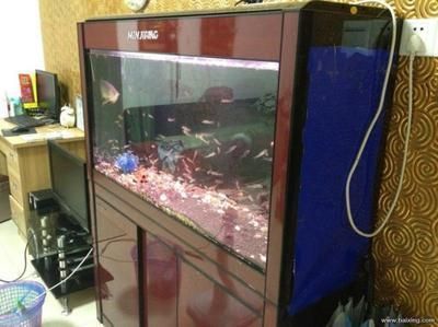 龍魚(yú)自己跳出魚(yú)缸死了咋回事：龍魚(yú)自己跳出魚(yú)缸后死亡的幾個(gè)原因