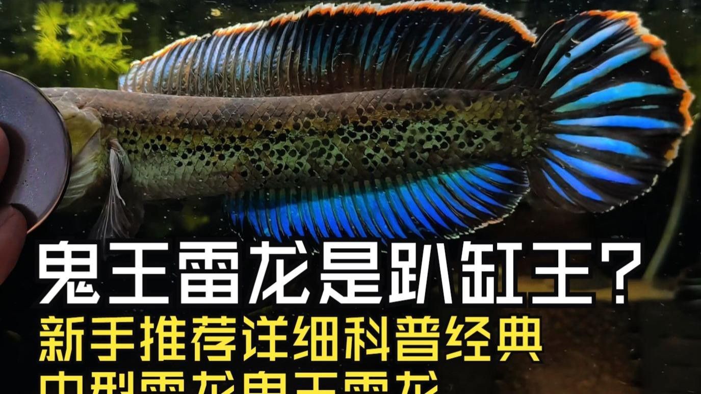 如何辨別鬼王雷龍魚的真偽？