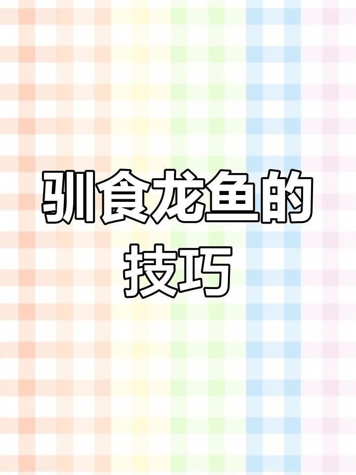 龍魚不吃食的解決方法
