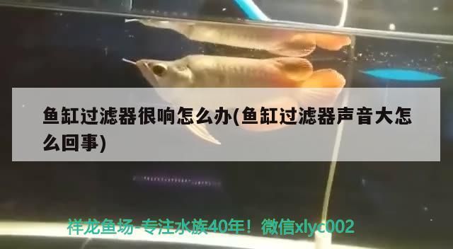 金龍魚頭部圖片大全(金龍魚的頭)