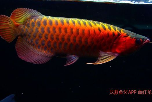龍魚發色是什么意思圖片大全：紅龍魚發色對比圖鑒欣賞