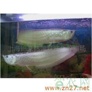 養殖銀龍魚的注意事項和禁忌：養殖銀龍魚的注意事項和忌諱