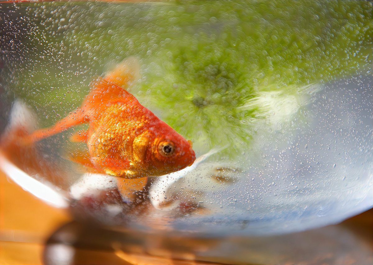 大肚子金魚多久會產卵