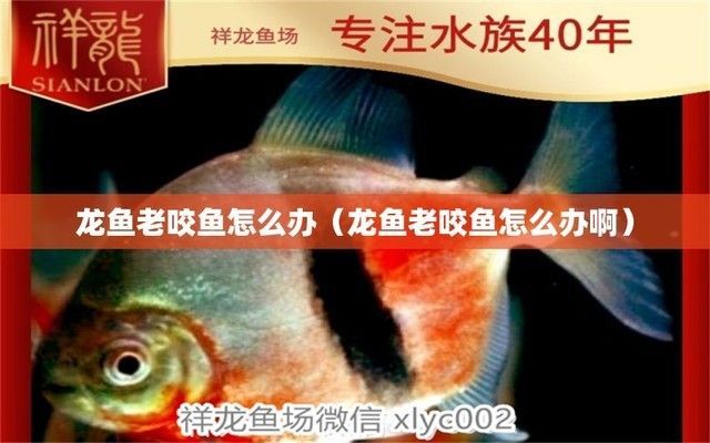 龍魚被咬了怎么處理方法：龍魚尾巴被別的魚咬了怎么辦