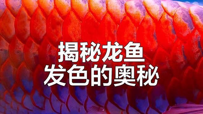 有哪些方法可以促進(jìn)高背紅龍魚發(fā)色？ 有哪些方法可以促進(jìn)高背紅龍魚發(fā)色？ 龍魚百科 第8張