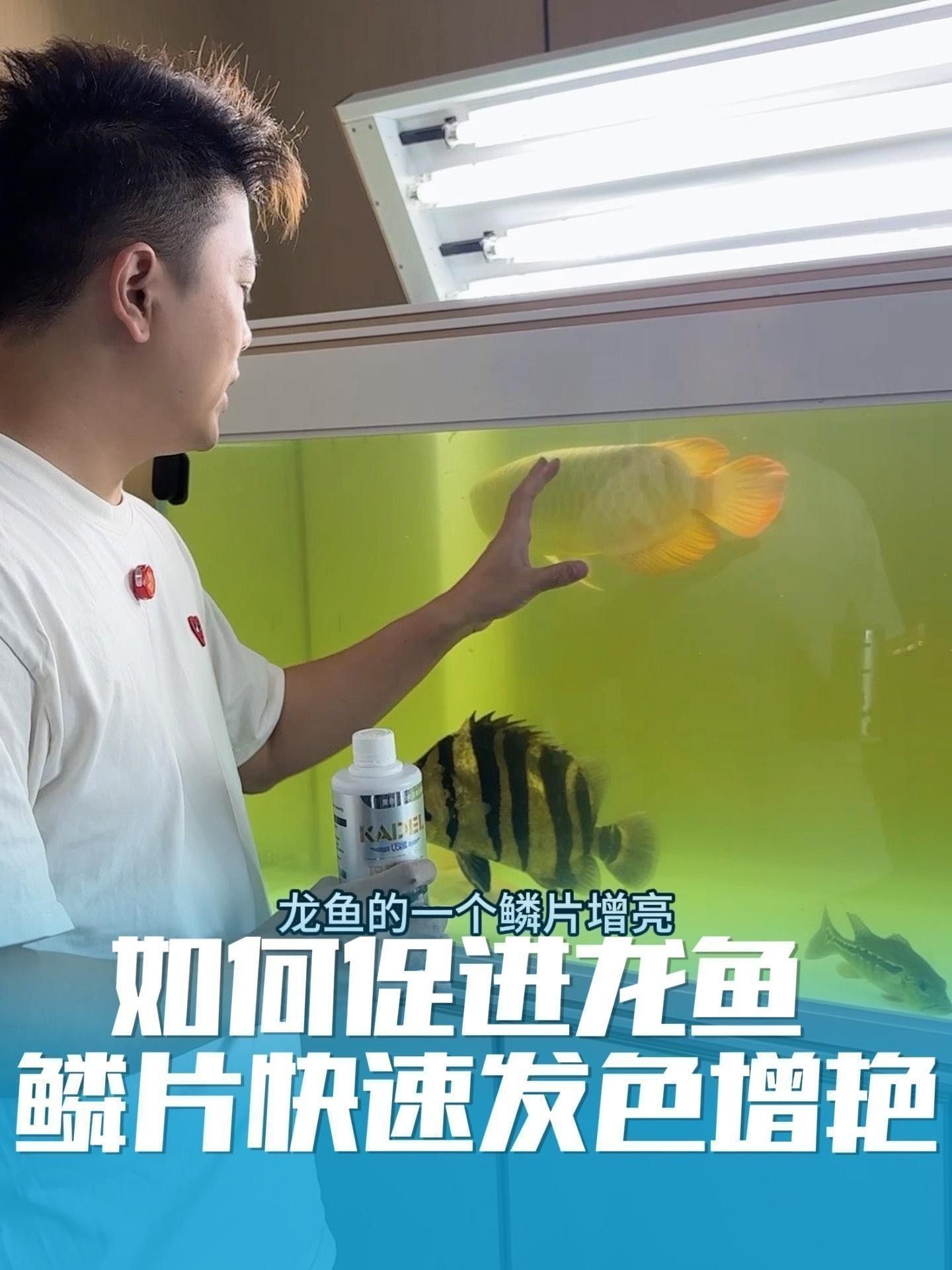 有哪些方法可以促進(jìn)高背紅龍魚發(fā)色？ 有哪些方法可以促進(jìn)高背紅龍魚發(fā)色？ 龍魚百科 第9張