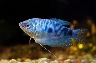 什么牌子龍魚缸性價(jià)比高又好養(yǎng)：世界十大龍魚品牌品牌及其特點(diǎn)及其特點(diǎn)及其特點(diǎn) 什么牌子龍魚缸性價(jià)比高又好養(yǎng)：世界十大龍魚品牌品牌及其特點(diǎn)及其特點(diǎn)及其特點(diǎn) 龍魚百科 第2張