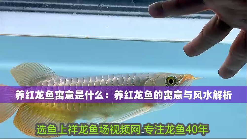 養紅龍魚寓意是什么：養紅龍魚的寓意與風水解析 養紅龍魚寓意是什么：養紅龍魚的寓意與風水解析 龍魚百科 第1張