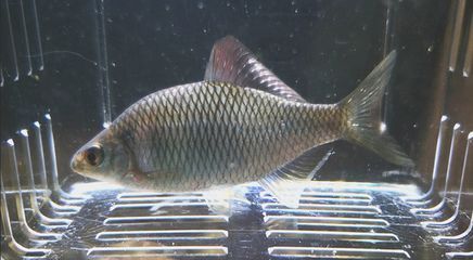 養紅龍魚寓意是什么：養紅龍魚的寓意與風水解析 養紅龍魚寓意是什么：養紅龍魚的寓意與風水解析 龍魚百科 第2張