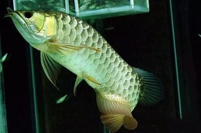屬龍人能不能養魚幾條：屬龍人養魚的適宜數量