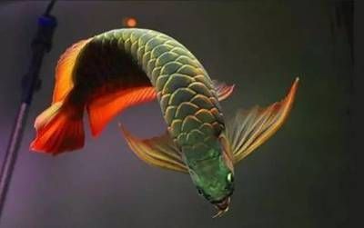 屬龍人能不能養魚幾條：屬龍人養魚的適宜數量