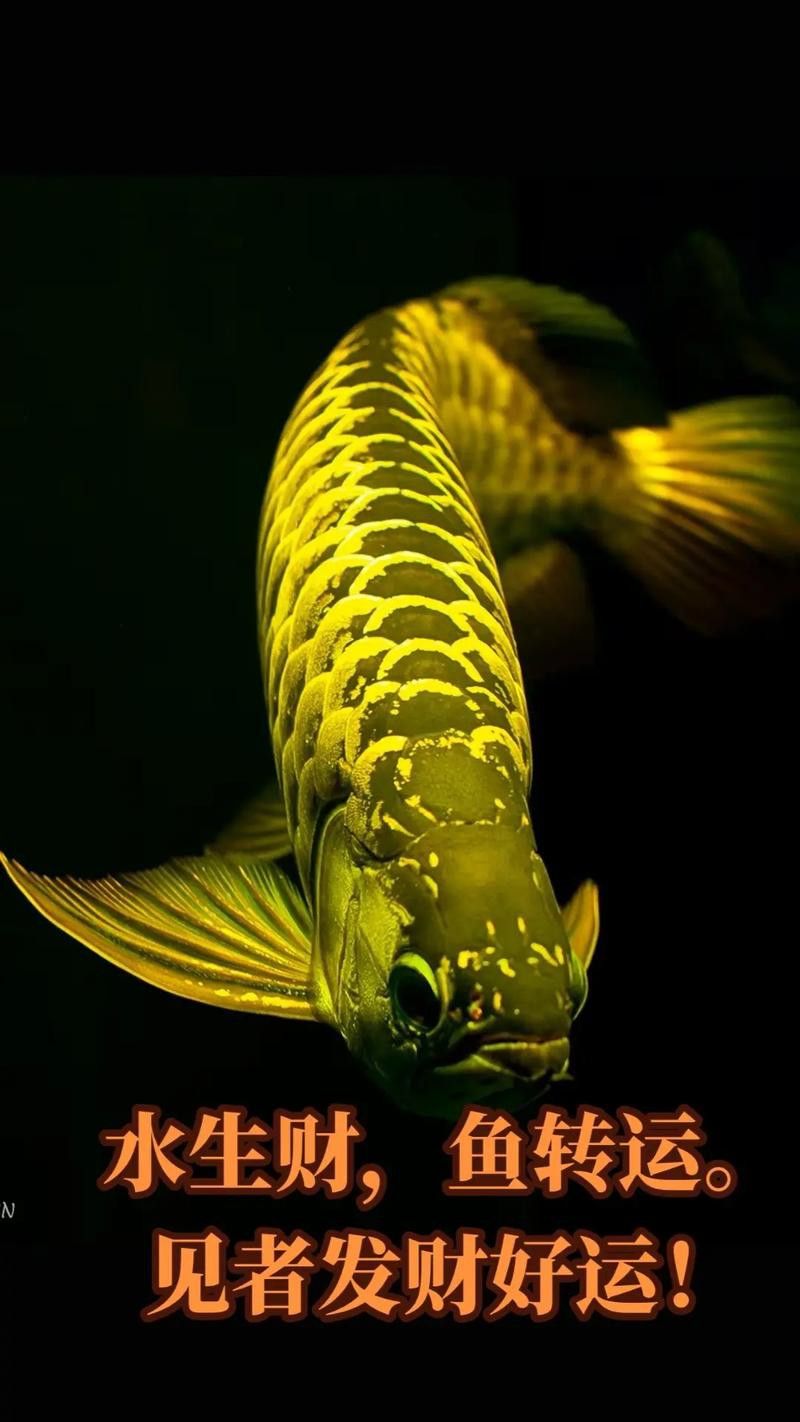 淡水金龍魚圖片高清