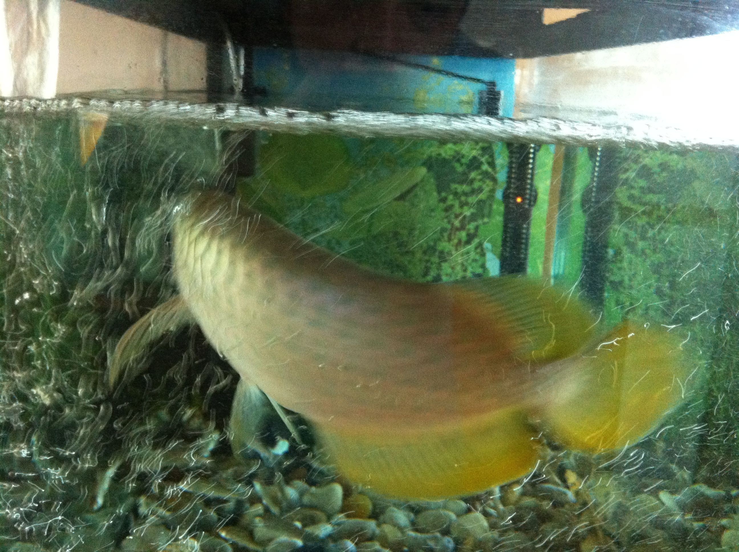 黃化龍魚23厘米價格多少錢一條：23厘米的黃化龍魚23厘米價格多少錢一條黃化龍魚