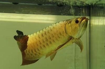 黃化龍魚23厘米價格多少錢一條：23厘米的黃化龍魚23厘米價格多少錢一條黃化龍魚