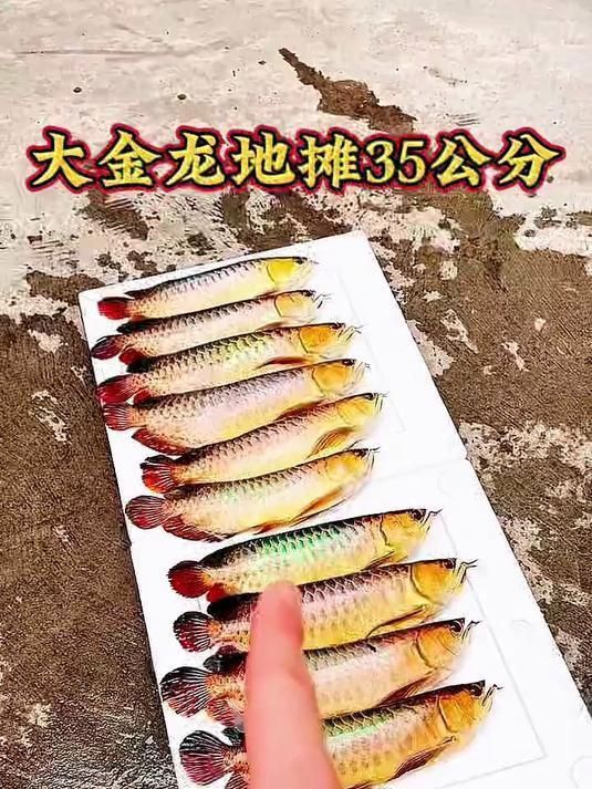 金龍福龍魚是什么東西