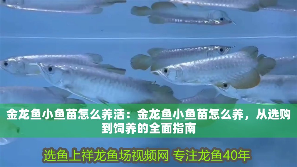 金龍魚小魚苗怎么養(yǎng)活：金龍魚小魚苗怎么養(yǎng)，從選購到飼養(yǎng)的全面指南