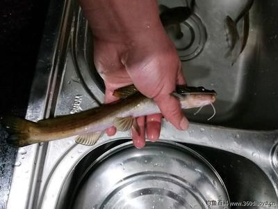 龍魚怎么抓出來：如何捕捉龍魚