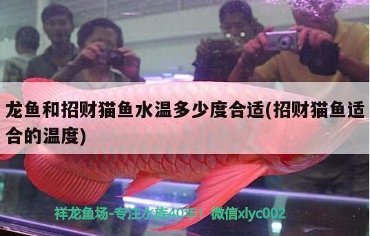 龍魚和招財貓魚水溫多少度合適（龍魚和招財貓魚冬季養護技巧，龍魚和招財貓魚的適宜水溫信息）