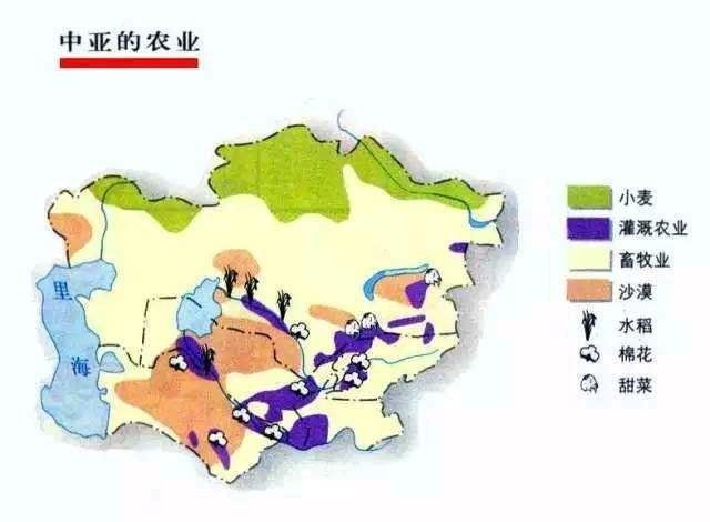 未來金龍魚和中糧會有哪些新的合作項目？