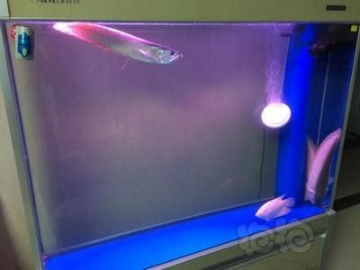 龍魚水質怎么檢測：養龍魚水質怎么檢測