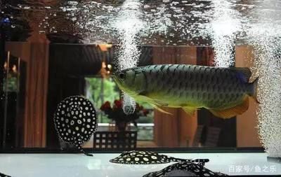 飛鳳和龍魚混養(yǎng)：飛鳳魚和龍魚可以混養(yǎng)嗎？