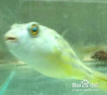 狗頭魚疾病預防方法，狗頭魚疾病預防方法包括定期檢查水質保持適宜的水溫和ph值
