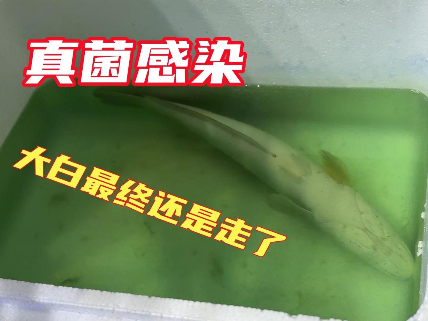 龍魚真菌感染后多久會痊愈？ 龍魚真菌感染后多久會痊愈？ 龍魚百科 第1張