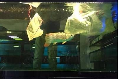 金龍魚氯氣中毒的癥狀：金龍魚氯氣中毒的癥狀主要包括以下幾個方面金龍魚氯氣中毒的癥狀