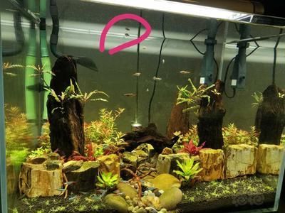 龍魚缸中層魚有哪些：如何選擇龍魚缸中層魚？