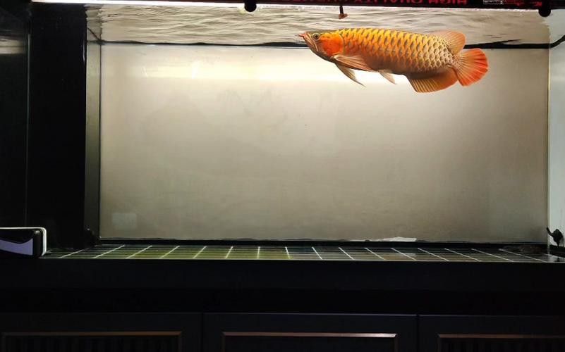 紅龍魚種類排名圖片欣賞 龍魚百科 第16張 紅龍魚種類排名圖片欣賞 紅龍魚種類排名圖片欣賞 龍魚百科 第16張