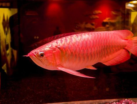 龍魚不吃草金是由于多種原因導致的：為什么龍魚不吃草金？