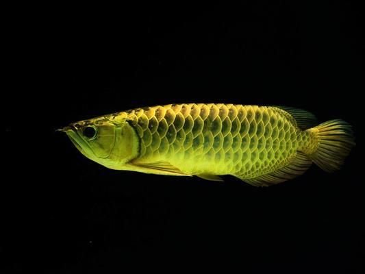 龍魚很容易死嗎：龍魚的死亡原因可能包括以下幾個方面