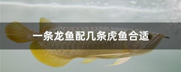龍魚配魚幾條最好（龍魚配魚的最佳數量）