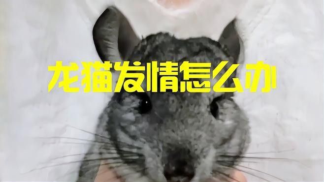 龍貓發(fā)情期咬人怎么辦？ 龍貓發(fā)情期咬人怎么辦？ 龍魚(yú)百科 第2張