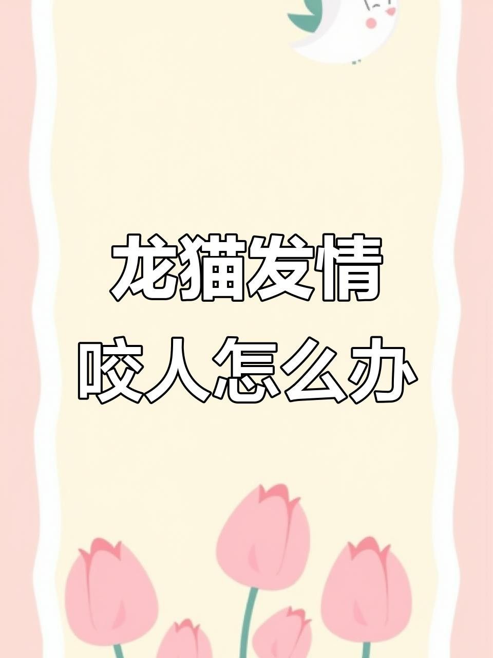 龍貓發(fā)情期咬人怎么辦？ 龍貓發(fā)情期咬人怎么辦？ 龍魚(yú)百科 第5張