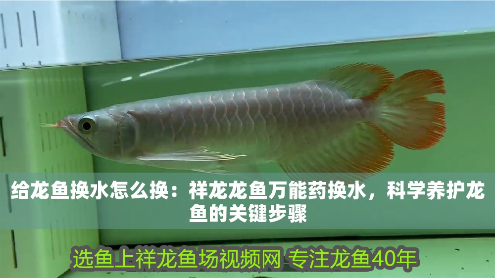 給龍魚換水怎么換：祥龍龍魚萬能藥換水，科學養護龍魚的關鍵步驟