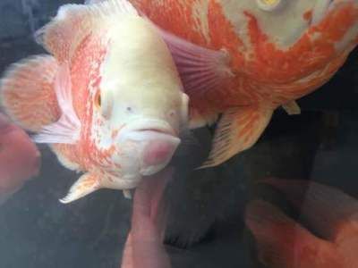 龍魚嘴上長肉瘤怎么治：龍魚嘴上的肉瘤怎么治 龍魚嘴上長肉瘤怎么治：龍魚嘴上的肉瘤怎么治 龍魚百科 第2張