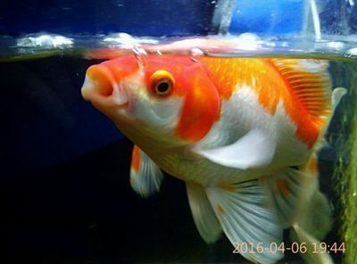 龍魚嘴上長肉瘤怎么治：龍魚嘴上的肉瘤怎么治 龍魚嘴上長肉瘤怎么治：龍魚嘴上的肉瘤怎么治 龍魚百科 第3張