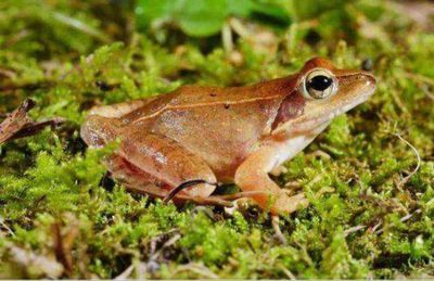 龍魚喂林蛙：喂食林蛙可以為龍魚提供豐富的營養但需要注意的是