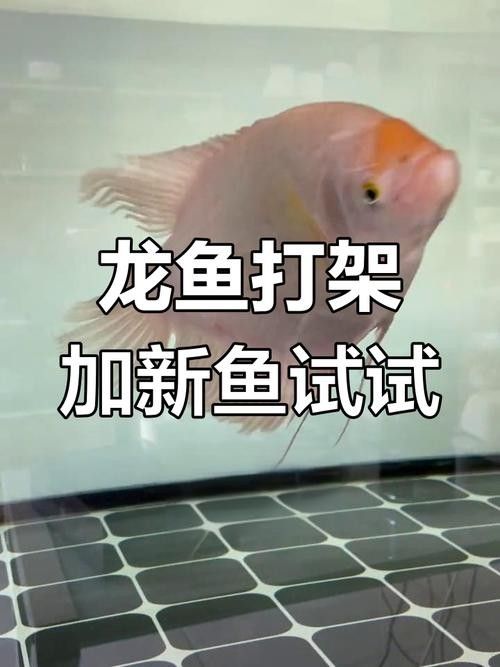 龍魚和戰(zhàn)船能一起養(yǎng)嗎圖片