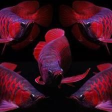 龍魚見人就躲的原因（為什么龍魚見人就躲？）
