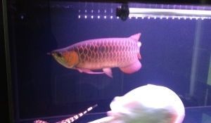 北京買龍魚的地方：北京龍魚市場北京龍魚購買渠道