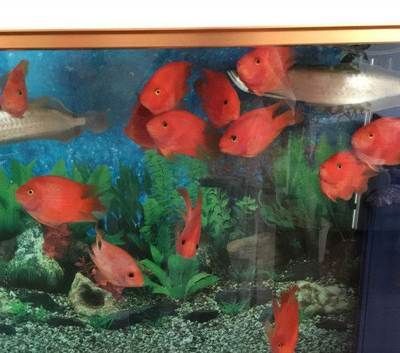 北京買龍魚的地方：北京龍魚市場北京龍魚購買渠道