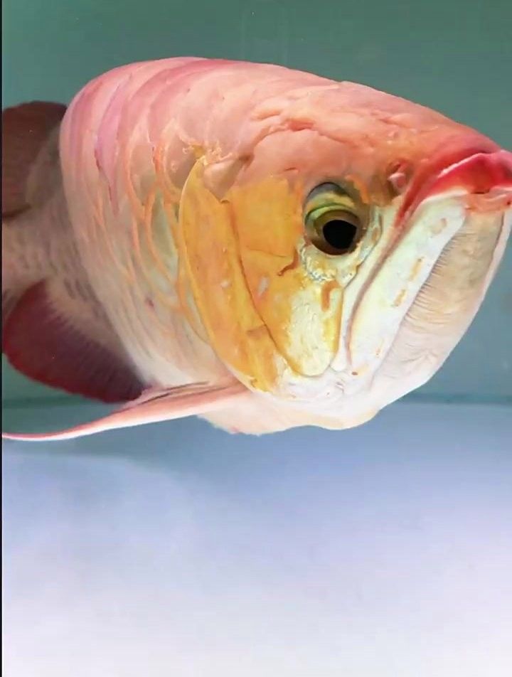 龍魚(yú)單眼凸出手術(shù)風(fēng)險(xiǎn)大嗎？ 龍魚(yú)單眼凸出手術(shù)風(fēng)險(xiǎn)大嗎？ 龍魚(yú)百科 第2張