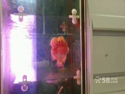 大同龍魚手術醫院怎么樣：大同龍魚手術醫院怎么樣與龍魚手術相關關鍵詞