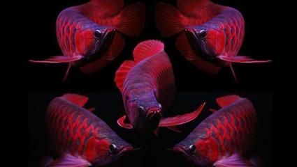 好紅龍魚的表現(xiàn)（如何判斷一尾紅龍魚的狀態(tài)是否良好？）