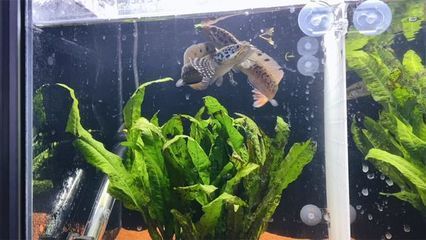 雷龍魚吃食：雷龍魚專用飼料品牌推薦
