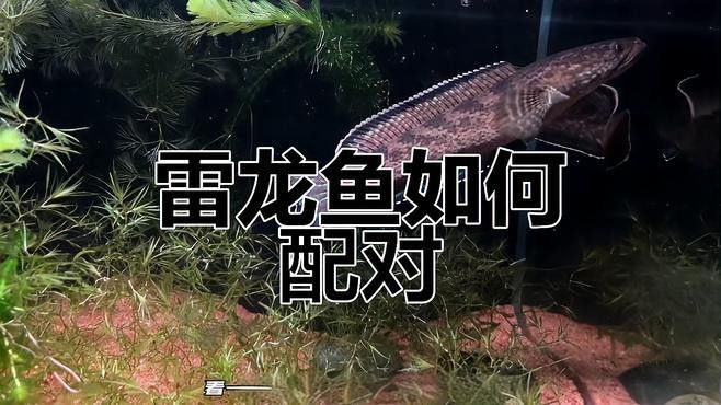 如何給雷龍魚配對(duì)？